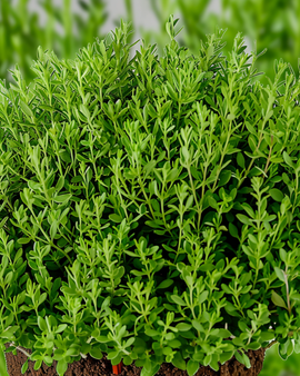 French Thyme Seeds Thymus Vulgaris Perennial Herb