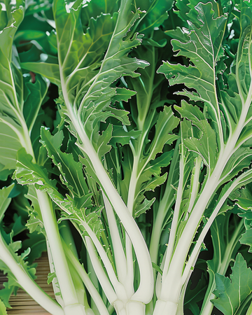 Mizuna Leafy seeds (Brassica rapa) – vegetable