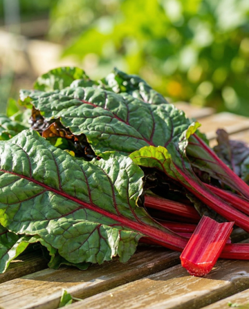 Boćwina Rhubarb Chard Early Red Stems (Beta vulgaris) – nasiona warzyw od SeedsChoice
