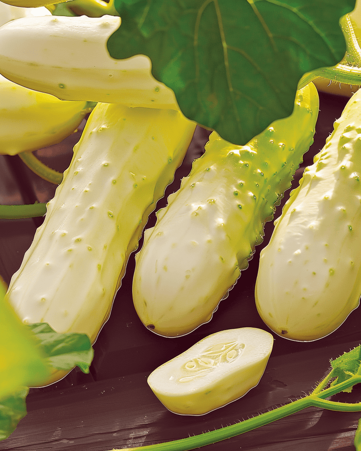 Cucumber White Wonder seeds (Cucumis sativus) – annual vegetable