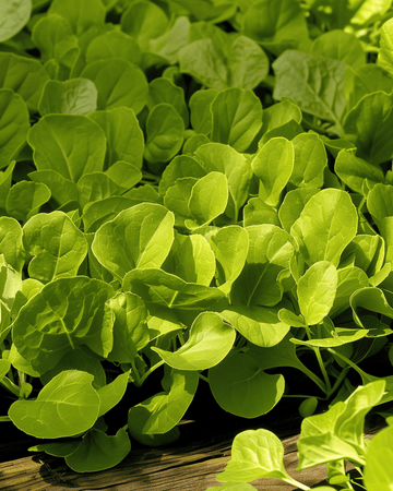 Nasiona cykorii liściowej Zuccherina Di Trieste (Cichorium intybus) – warzywo jednoroczne