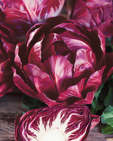 Chicory Rossa Di Verona Tardiva seeds (Cichorium intybus) – biennial vegetable