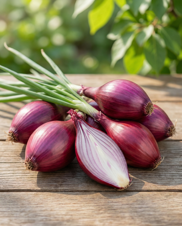 Onion Long Red From Florence (Allium cepa) – annual vegetable seeds from SeedsChoice