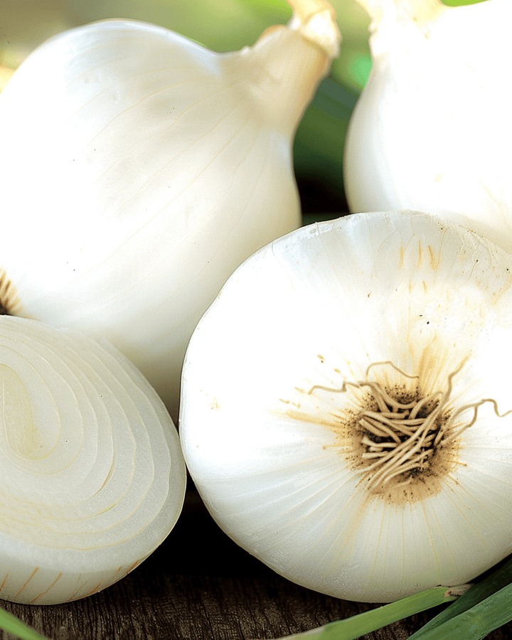 Nasiona cebuli Tonda Musona Mid Early (Allium cepa) – warzywo