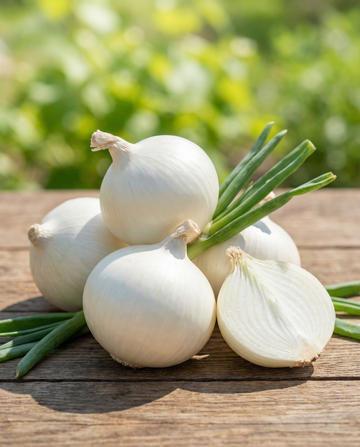 Cebula Tonda Musona Mid Early (Allium cepa) – nasiona warzyw od SeedsChoice