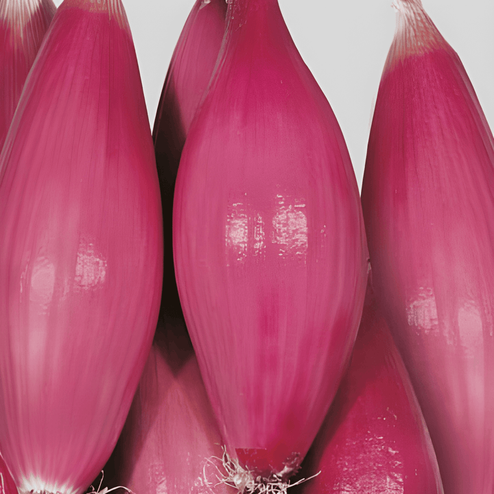 Nasiona cebuli Tropea Rossa Lunga Medium Early (Allium cepa) – warzywo