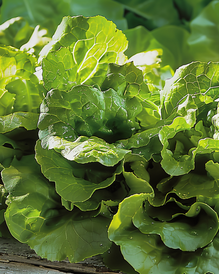 Nasiona sałaty Little Gem o zwartych główkach (Lactuca sativa) – warzywo