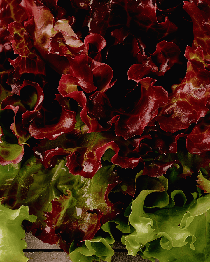 Loose Leaf Lettuce Early Italian Cut seeds (Lactuca sativa) – vegetable