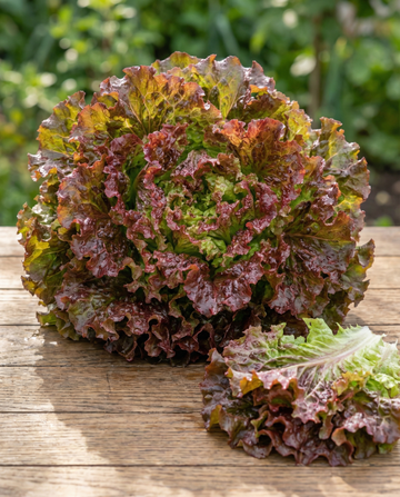 Loose Leaf Lettuce Early Italian Cut (Lactuca sativa) – vegetable seeds from SeedsChoice