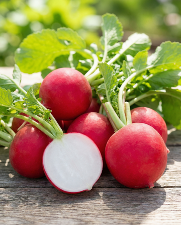 Rzodkiew Burro Gigante Early Red Round Root (Raphanus sativus) – nasiona warzywne od SeedsChoice