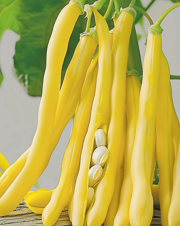 Nasiona fasoli karłowej Berggold Early (Phaseolus vulgaris) – warzywo