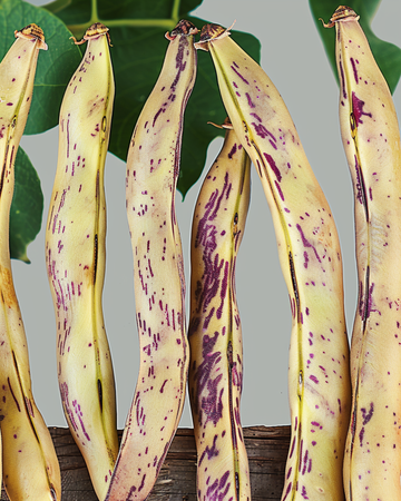 Nasiona fasoli karłowej Merveille De Piemonte (Phaseolus vulgaris) – jednoroczne warzywo