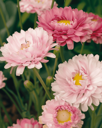 Nasiona Double Mixed (Helipterum roseum) – kwiat jednoroczny