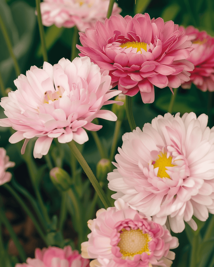 Nasiona Double Mixed (Helipterum roseum) – kwiat jednoroczny