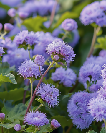 Floss Blue Mink seeds (Ageratum houstonianum) – annual flower
