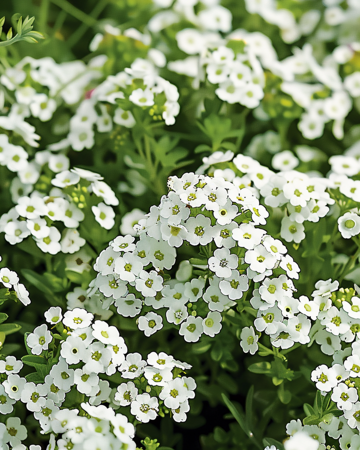 Nasiona Alyssum Snowcloth (Lobularia maritima) – roślina jednoroczna