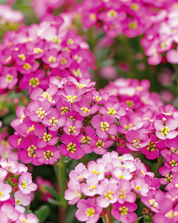 Nasiona Alyssum Rosie ODay (Lobularia maritima) – roślina jednoroczna