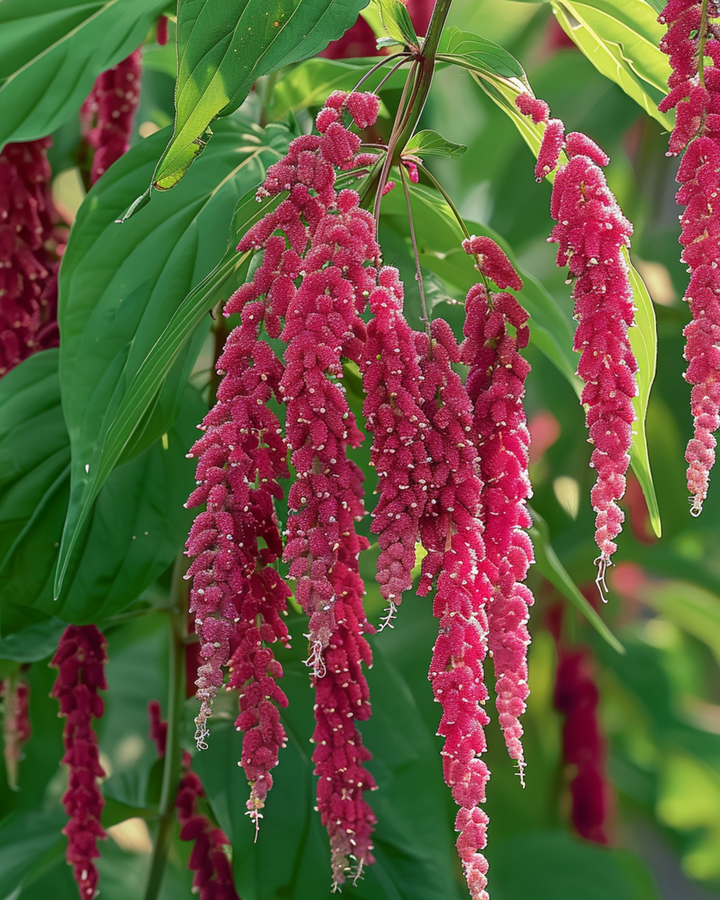 Nasiona szarłatu zwisającego (Amaranthus caudatus) – jednoroczny kwiat