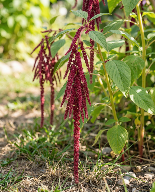 Szarłat zwisający (Amaranthus caudatus) – nasiona jednorocznego kwiatu od SeedsChoice