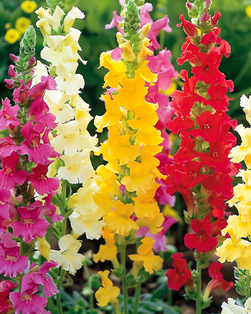 Nasiona lwiej paszczy wysokiej mieszanej (Antirrhinum majus) – kwiat jednoroczny