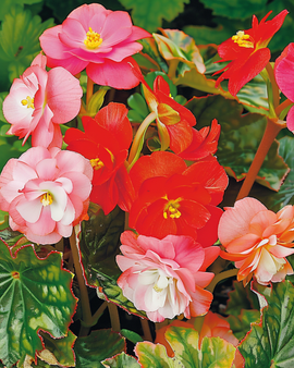 Nasiona Begonii Mieszane Begonia Semperflorens Jednoroczna