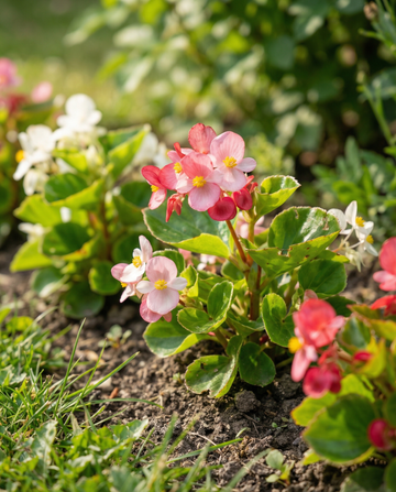 Mixed (Begonia semperflorens) – nasiona mieszanki kwiatów jednorocznych od SeedsChoice