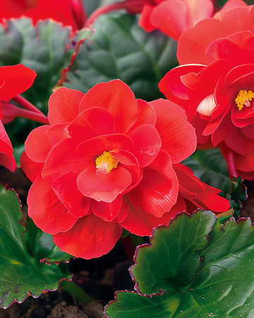 Nasiona Red Comet (Begonia semperflorens) – jednoroczna