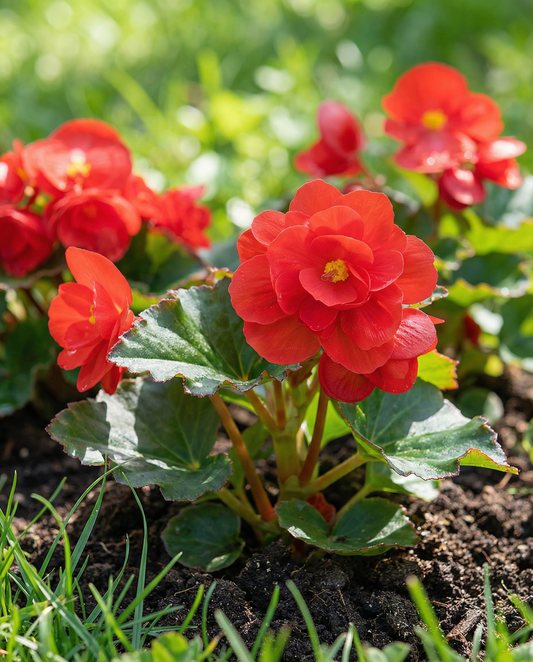 Red Comet (Begonia semperflorens) – annual seeds from SeedsChoice