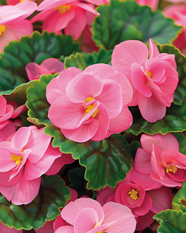 Begonia Rose Comet Seeds Begonia Semperflorens Annual F1 Pink