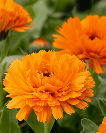 Nasiona nagietka lekarskiego Orange King (Calendula officinalis) – kwiat jednoroczny