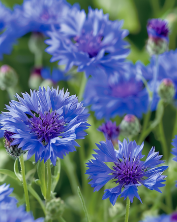 Nasiona chabra Blue Ball (Centaurea cyanus) – kwiat jednoroczny