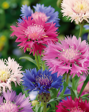 Nasiona sultana słodkiego w mieszanych kolorach (Centaurea moschata) – jednoroczna mieszanka
