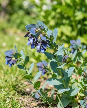 Woskówka Pride Of Gibraltar (Cerinthe major) – nasiona kwiatów jednorocznych od SeedsChoice