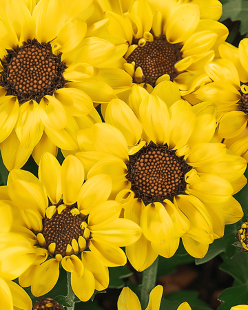 Corn Marigold Eldorado seeds (Chrysanthemum segetum) – annual flower
