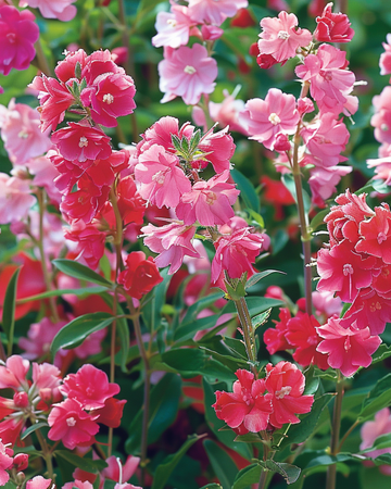 Nasiona mieszanki pełnokwiatowej (Clarkia unguiculata) – kwiat jednoroczny