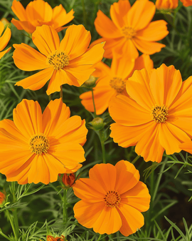 Cosmos Sunset Seeds Cosmos Sulphureus Annual Flower