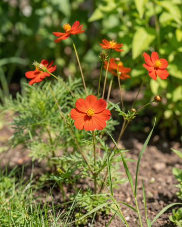 Sunset (Cosmos sulphureus) – nasiona kwiatów jednorocznych od SeedsChoice