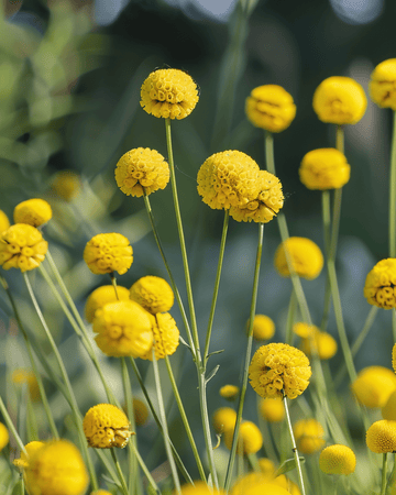 Drumstick seeds (Craspedia globosa) – annual flower
