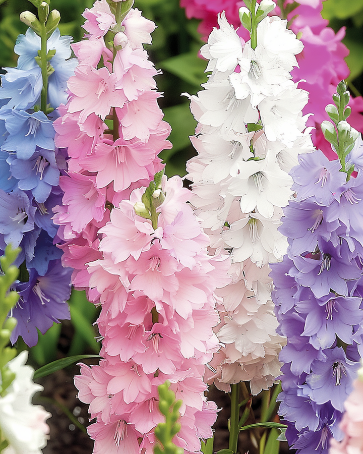 Nasiona ostróżki Hyacinth Flowered Mixed (Delphinium ajacis) – kwiat jednoroczny