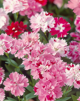 Sweet William Seeds Dianthus Barbatus Wee Willie Mixed Annual