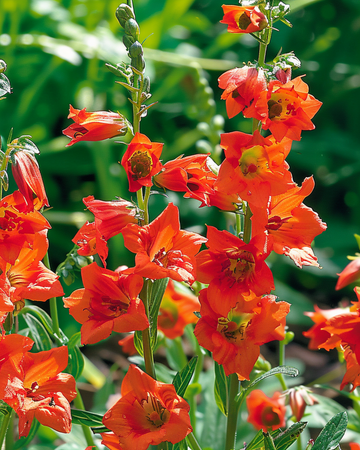 Nasiona ostróżki Fox Orange Red (Delphinium nudicaule) – roślina jednoroczna