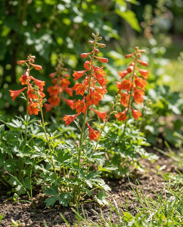Ostróżka Fox Orange Red (Delphinium nudicaule) – nasiona rocznych kwiatów od SeedsChoice