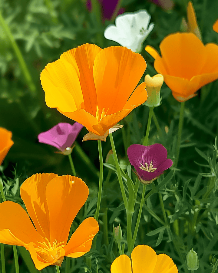 Nasiona Eschscholtzia Single Mixed (Eschscholzia californica) – kwiat jednoroczny