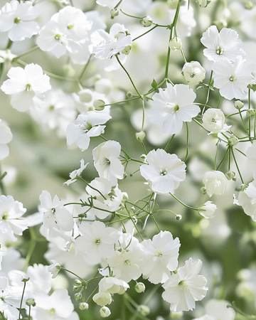 Baby's Breath Covent Garden seeds (Gypsophila elegans) – annual
