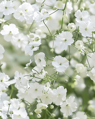 Baby's Breath Covent Garden seeds (Gypsophila elegans) – annual