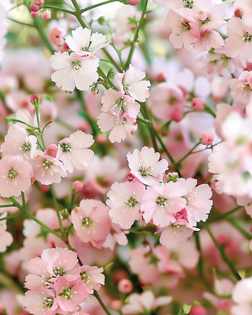 Baby's Breath Pink seeds (Gypsophila elegans) – annual flower