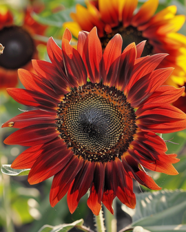 Nasiona słonecznika Evening Sun Red Yellow Helianthus annuus jednoroczny