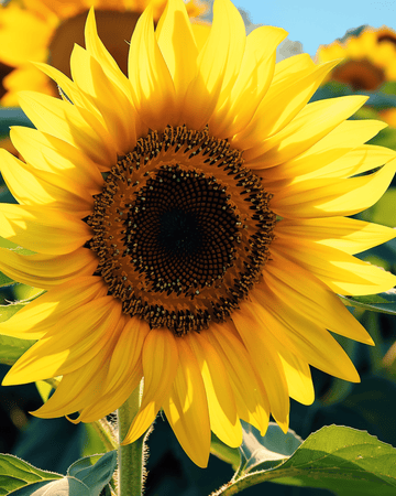 Nasiona słonecznika Single Giant 250 cm (Helianthus annuus) – jednoroczny kwiat