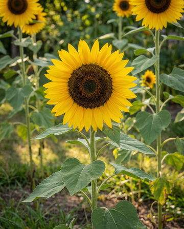 Słonecznik pojedynczy olbrzymi 250 cm (Helianthus annuus) – nasiona rocznych kwiatów od SeedsChoice