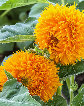 Sunflower Sungold Seeds Helianthus Annuus Annual Dwarf Double Flowered